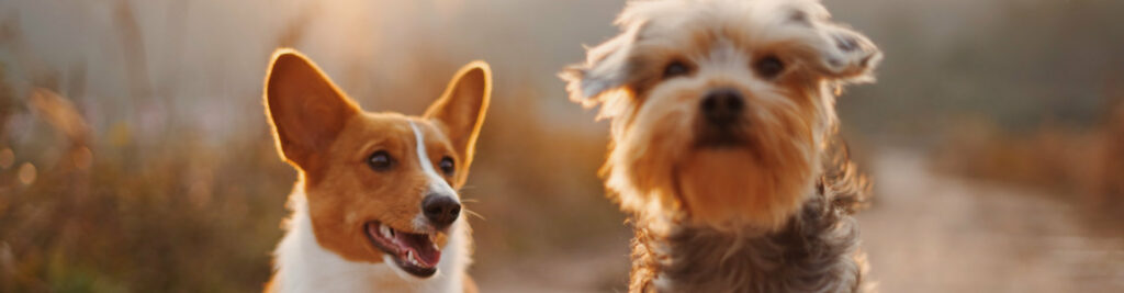 Persönliche Tipps von Katja 4 herz&pfote