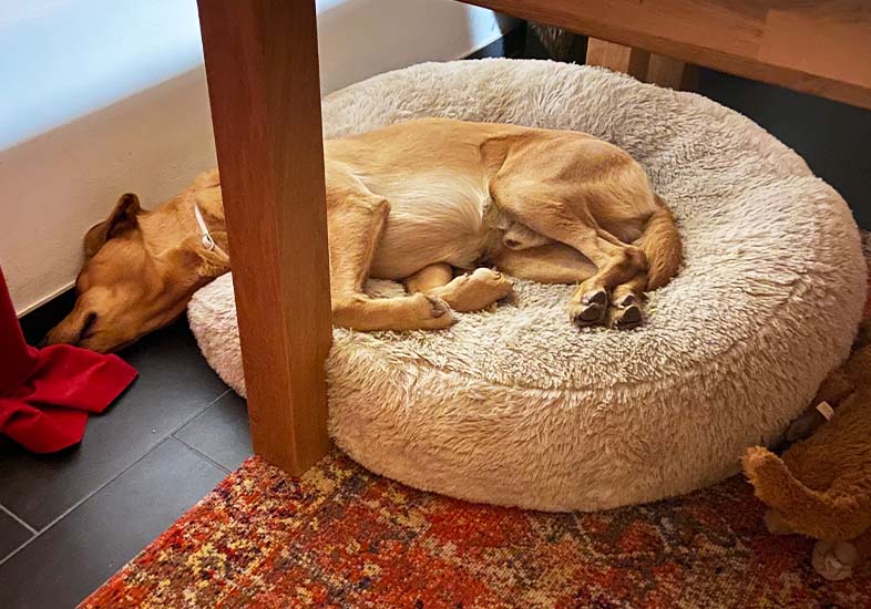 Persönliche Tipps von Katja 1 hunde tipp 3