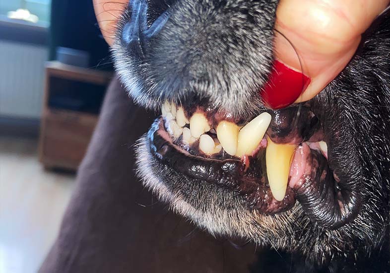 Persönliche Tipps von Katja 3 hunde tipp 1